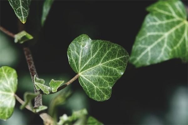保險一年內(nèi)退保能退多少