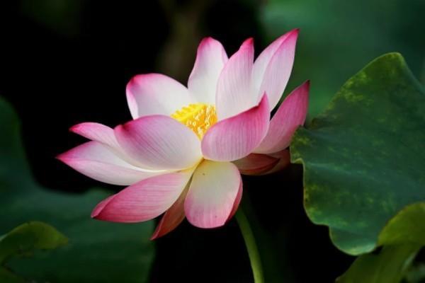 百萬醫(yī)療保險如何購買
