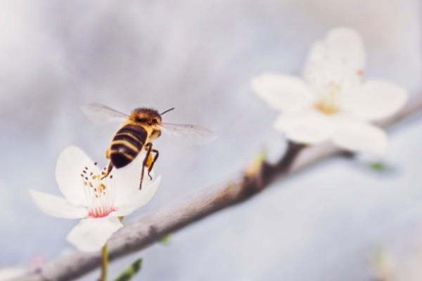 平安保險(xiǎn)怎么可以退保？退保費(fèi)馬上到賬嗎？