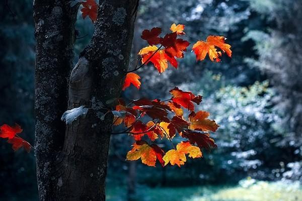南京保險(xiǎn)退保怎樣可以退全款？退保怎么操作？