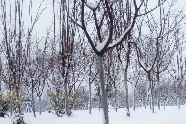 平安保險(xiǎn)交了不到一年想退保可以嗎？退保大概需要多久？