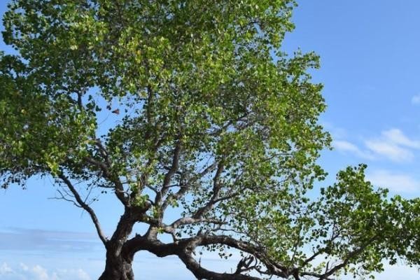 重疾險和意外險有必要買嗎？區(qū)別是什么？