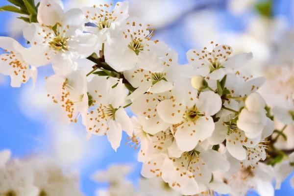 平安保險(xiǎn)智悅?cè)松油吮＃磕芡硕嗌馘X？