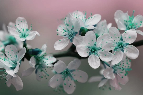 太平洋保險(xiǎn)重大疾病保險(xiǎn)值得買嗎
