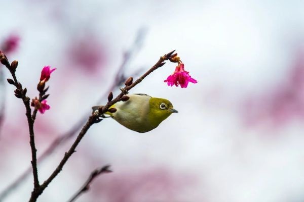 人壽怎么在手機(jī)上退保險(xiǎn)