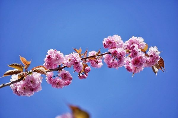年金險(xiǎn)與增額終身壽險(xiǎn)區(qū)別