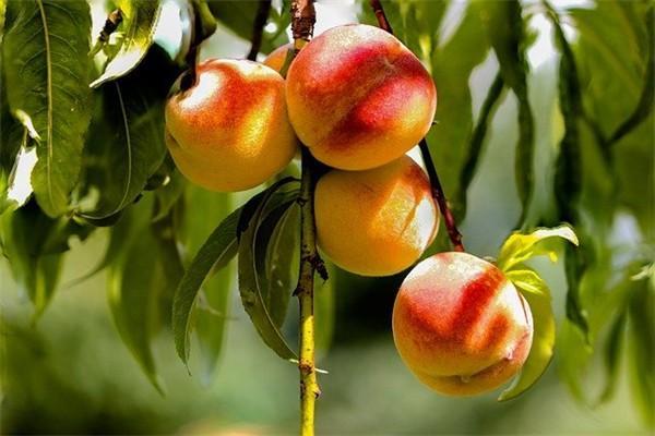 保險(xiǎn)到期退保怎樣計(jì)算？退保需要多長時(shí)間？