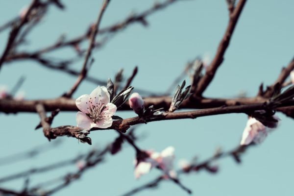華夏人壽怎么樣
