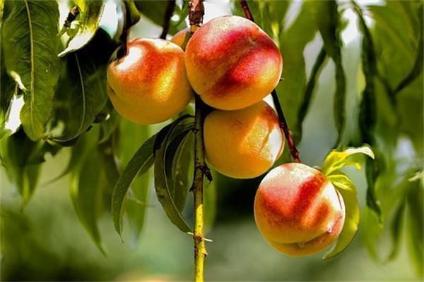 安邦鐘鼎兩全保險(xiǎn)分紅型6年