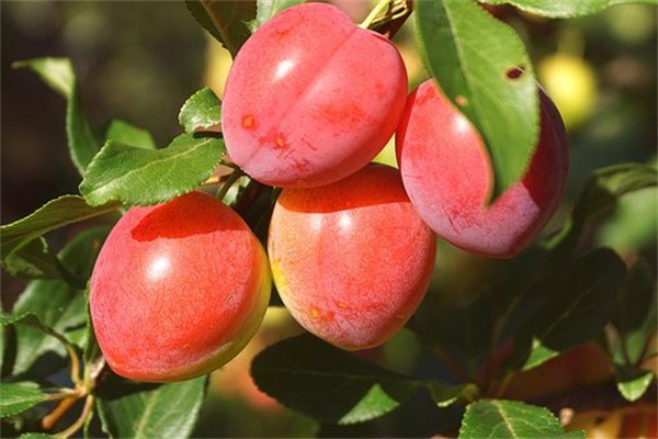 太平洋紅福寶兩全保險(xiǎn)(分紅型)