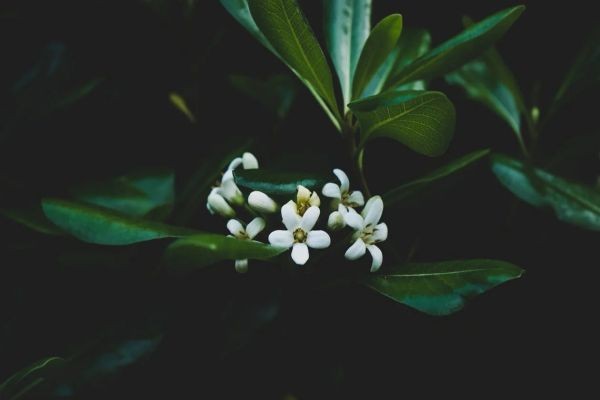 中國(guó)人壽保險(xiǎn)怎么樣
