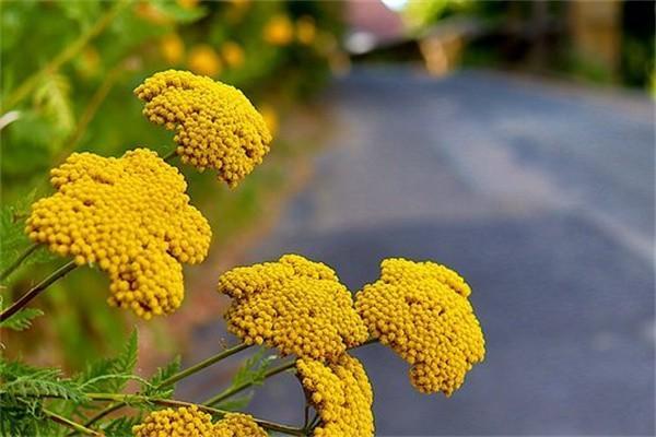 鴻福人生兩全保險(分紅型)
