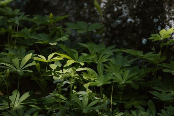 社?？梢砸淮涡匝a(bǔ)繳嗎
