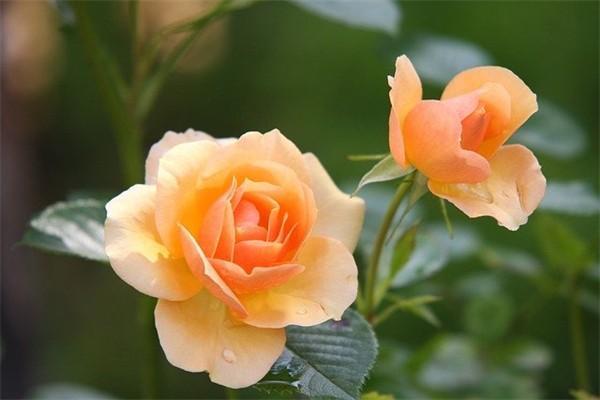 萬能險與終身壽險的區(qū)別