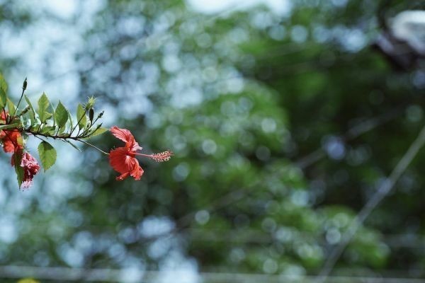 成都社保怎么補(bǔ)繳