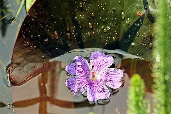 新華保險(xiǎn)重疾險(xiǎn)靠譜嗎