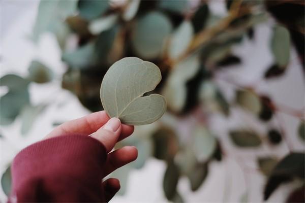 國(guó)壽鑫利寶兩全保險(xiǎn)是什么