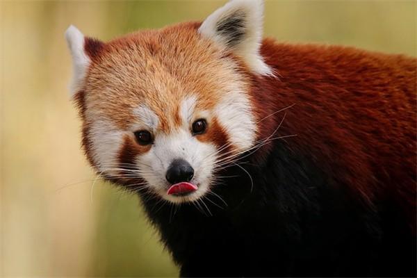 社保微信怎么繳費(fèi)