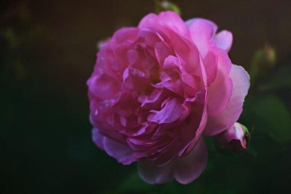社保補(bǔ)繳申請