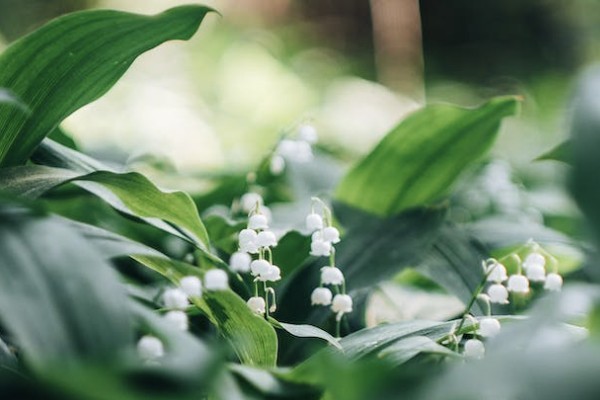 新華保險重疾險能退保不