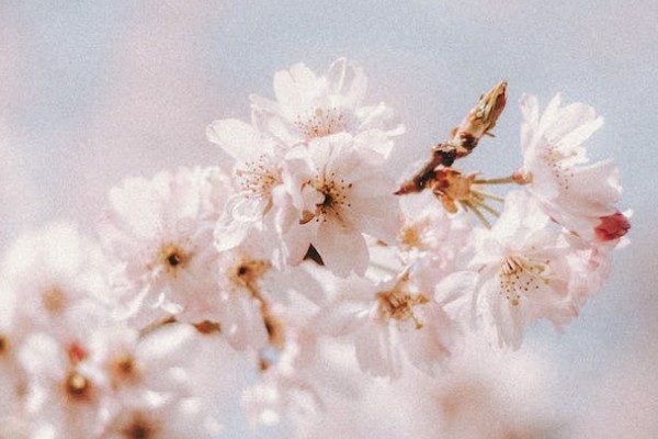 平安百萬(wàn)醫(yī)療保險(xiǎn)拒保