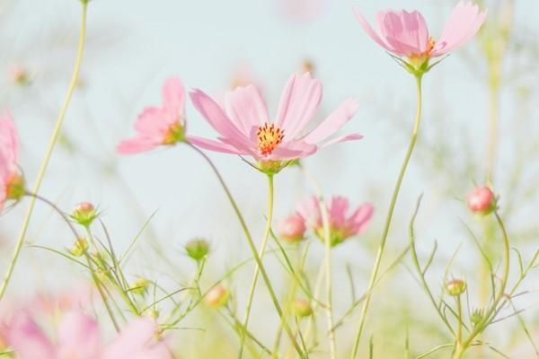保險(xiǎn)提前退保手續(xù)計(jì)算方法是什么？手續(xù)費(fèi)是多少？
