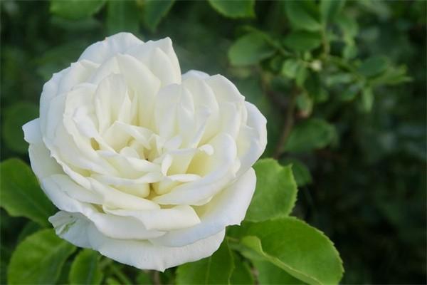 平安高齡百萬醫(yī)療保險好嗎
