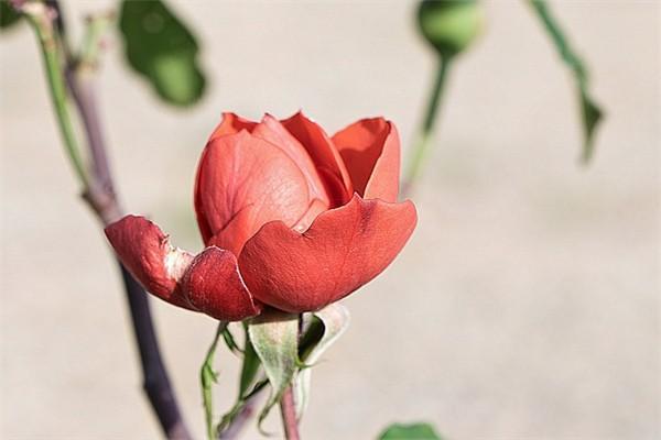 中國(guó)平安樂(lè)享百萬(wàn)醫(yī)療險(xiǎn)