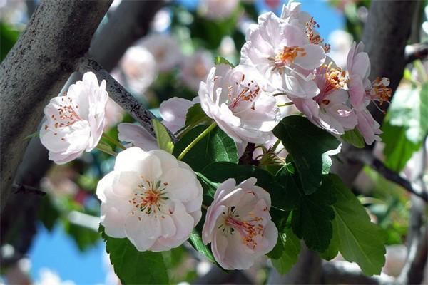 平安e生百萬醫(yī)療保險