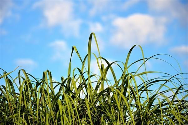 平安福5年減額交清還是退保