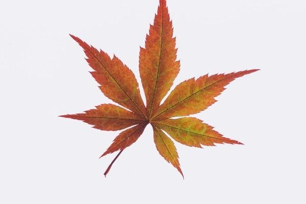 泰康交滿十年了退保有多少錢
