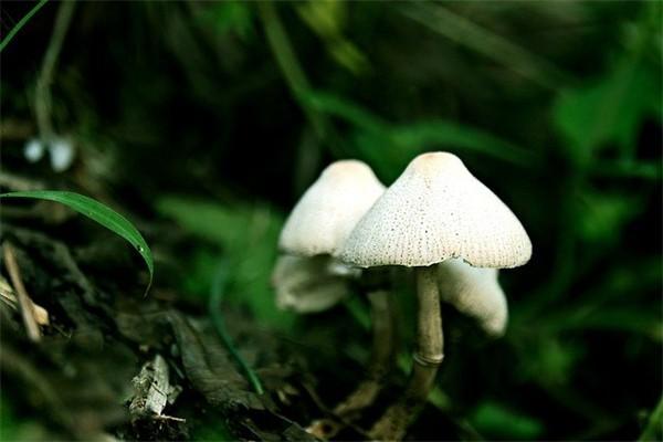 保單解約和退保區(qū)別