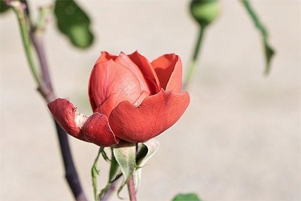 平安鑫祥退保能退多少錢