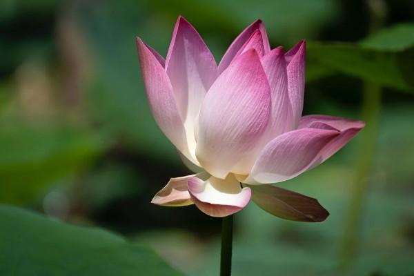 五險(xiǎn)一金交15年退休領(lǐng)多少錢