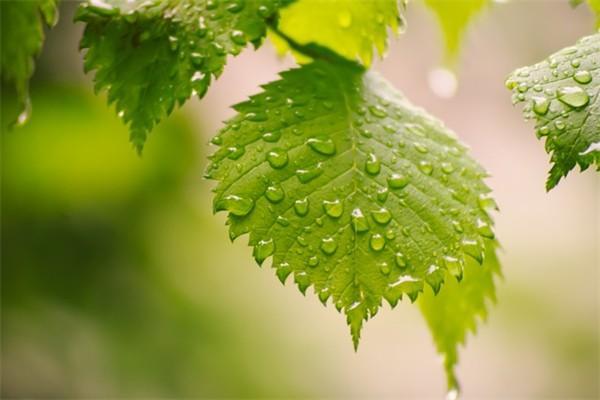 生育險(xiǎn)和生育津貼是一回事嗎