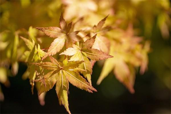 年金和分紅險區(qū)別是