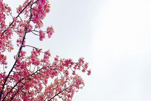 生育險(xiǎn)怎么查