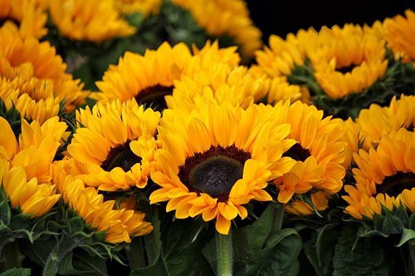 平安鑫盛12交滿20年能退多少錢？退保有哪些方法？