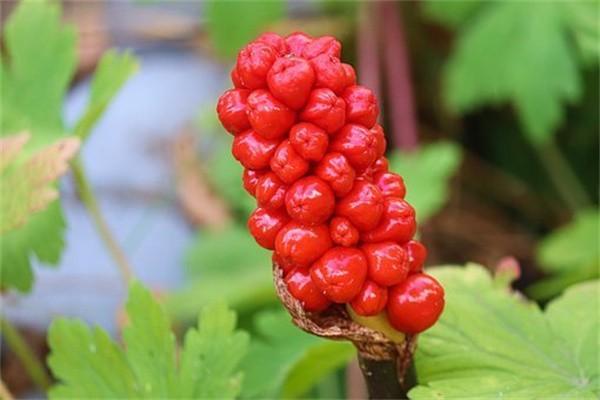 平安保險(xiǎn)不交了能退多少錢？全額退保有什么條件？