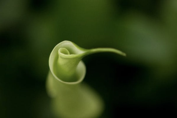 兒童大病險(xiǎn)一般一年保費(fèi)多少