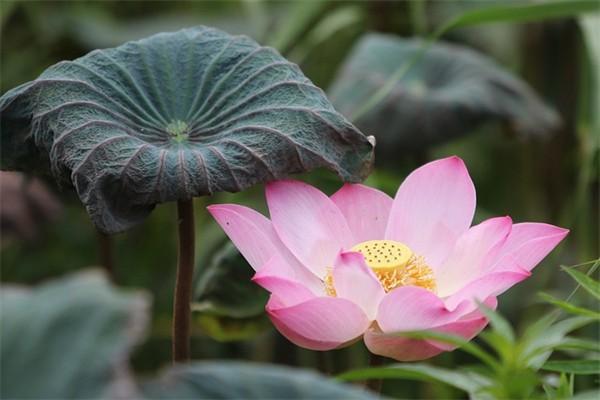 微信怎樣繳納養(yǎng)老保險(xiǎn)