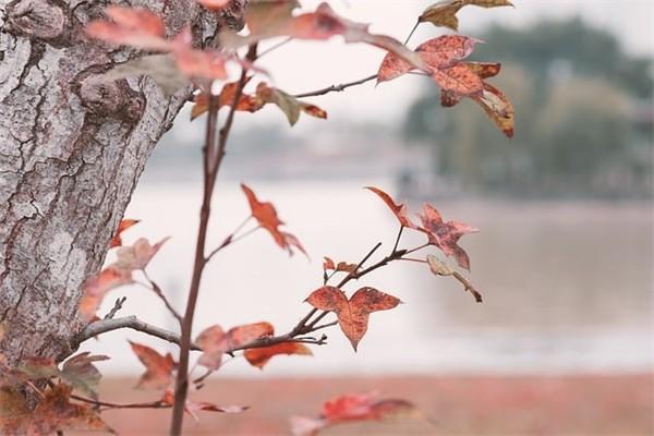 人壽分紅保險可靠嗎