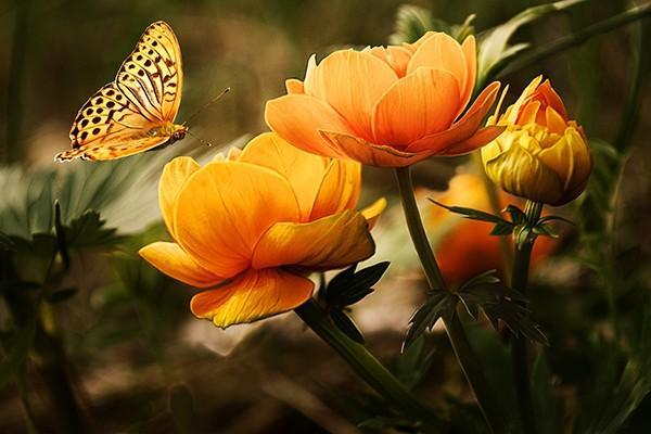 高端醫(yī)療保險(xiǎn)一年多少錢？有什么特別優(yōu)勢？