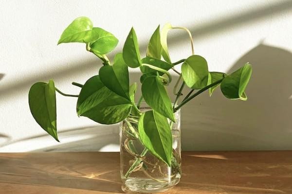 重大醫(yī)療保險(xiǎn)有必要買嗎