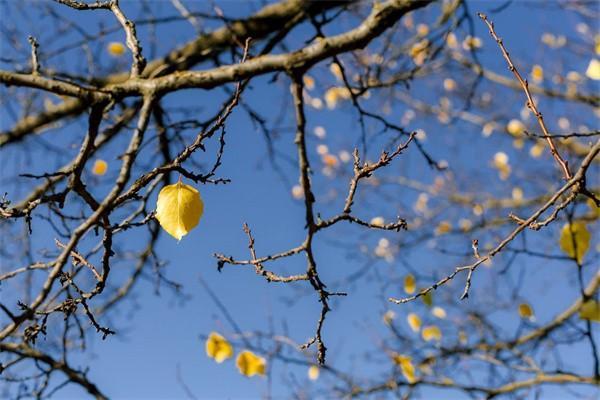 大病醫(yī)療保險怎么申請報銷？報銷與商業(yè)保險沖突嗎？