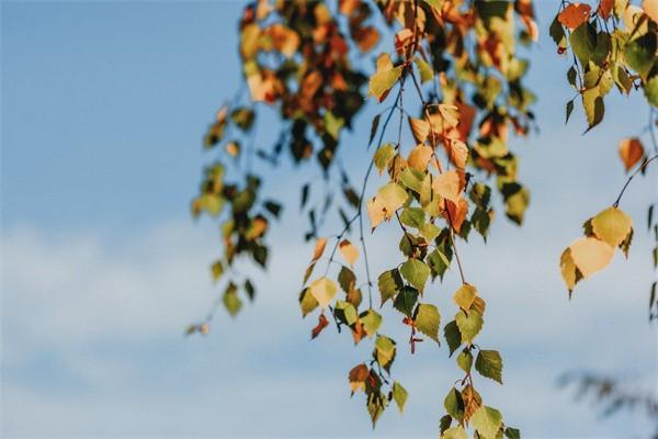 新農(nóng)合大病二次報銷多少錢起步？報銷有時間限制嗎？