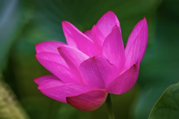 年金險(xiǎn)和增額終身壽險(xiǎn)哪個(gè)好？區(qū)別有哪些？