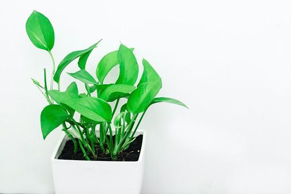居民養(yǎng)老保險和職工養(yǎng)老保險區(qū)別大嗎？能同時參保嗎？