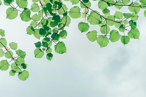 醫(yī)保繳費(fèi)記錄在哪里可以查詢？有哪些流程？