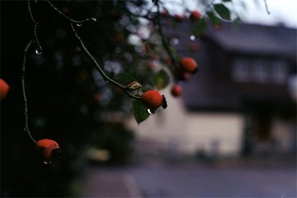 幸福世嘉年金保險(xiǎn)優(yōu)缺點(diǎn)有哪些？怎么買？
